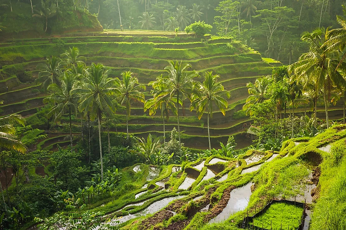 "Enchanting Bali Escapade: A 7-Day Romance in Paradise"